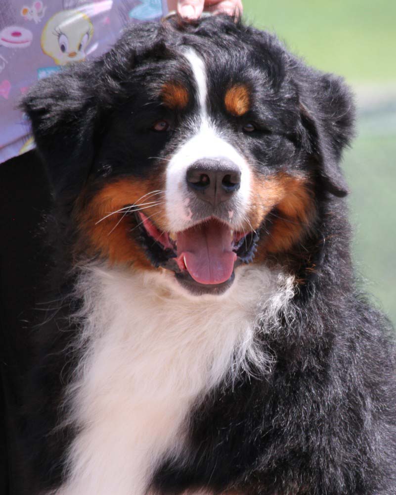 Powder Keg Farm Bernese Photos